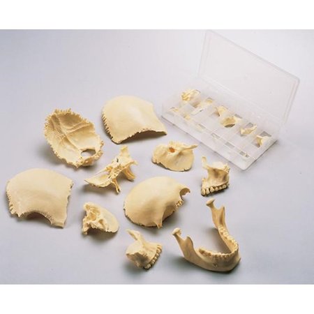 DENOYER-GEPPERT Anatomical Model, 22 Part Disarticulated Skull SK30